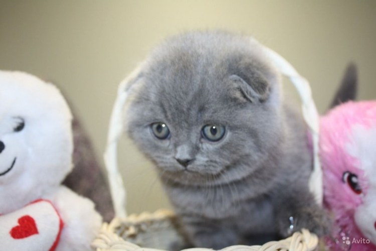 Кошка SFS Шотландская вислоухая