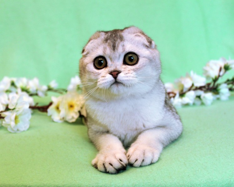 Скоттиш фолд Манчкин