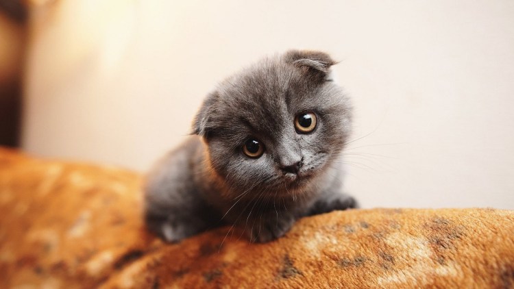 Шотландские котята с мамой