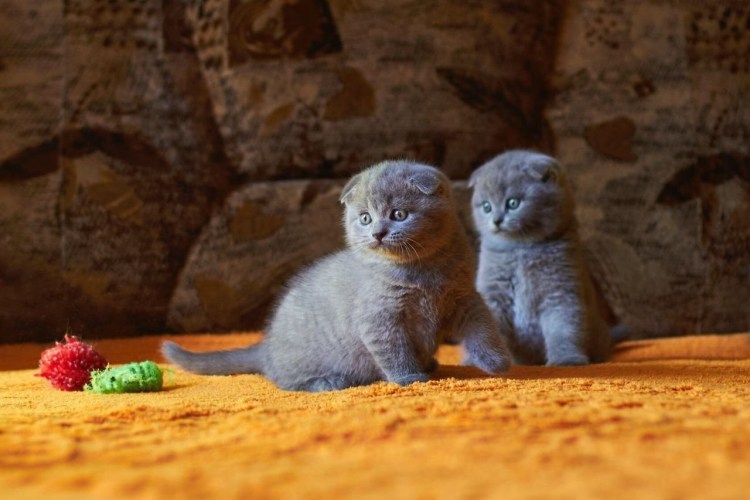 Шотландская вислоухая кошка Мисти