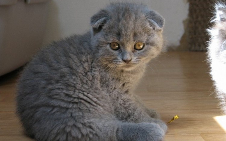 Шотландская вислоухая кошка Манчкин
