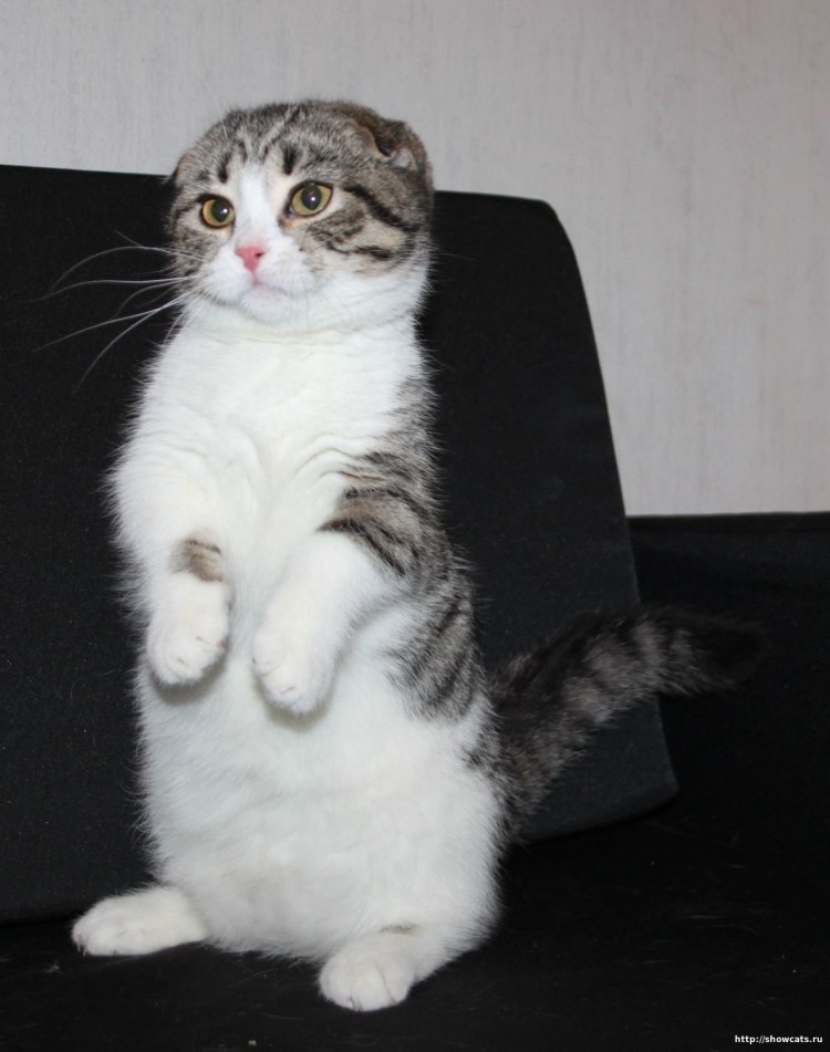 Манчкин котята вислоухие