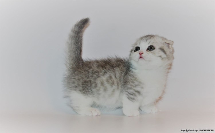 Шотландская вислоухая Золотая шиншилла