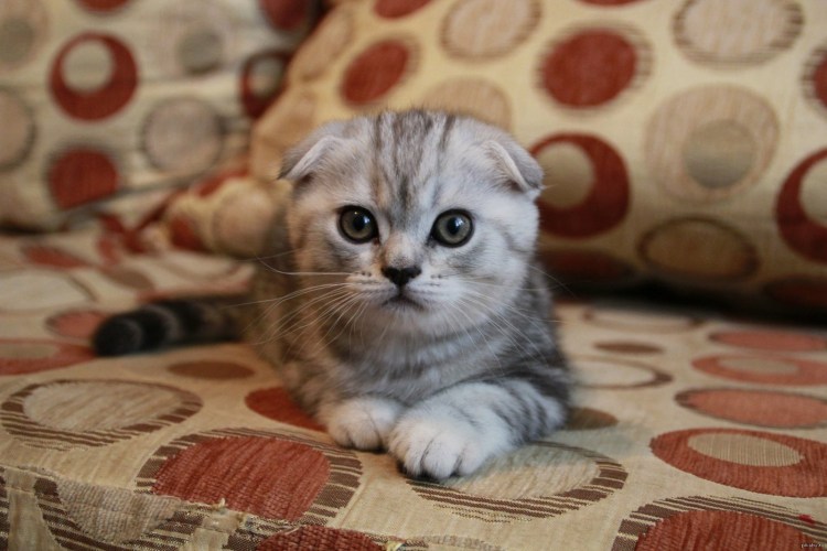 Шотландская вислоухая кошка