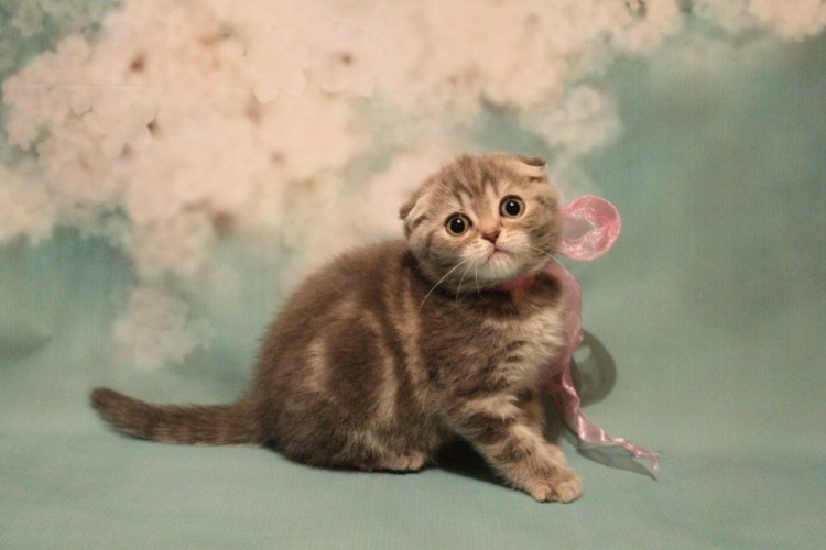 Шотландская вислоухая кошка маленький