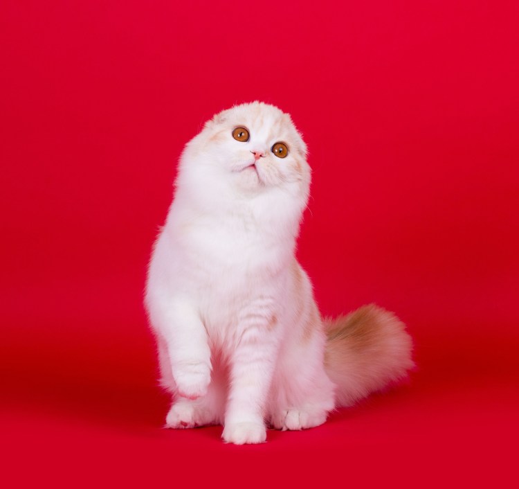 Шотландская вислоухая кошка милая