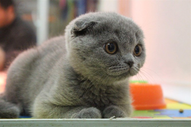 Сиамская вислоухая кошка