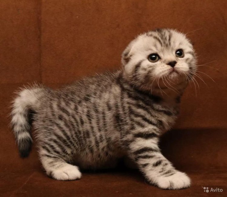 Скоттиш-фолд Шотландская вислоухая кошка