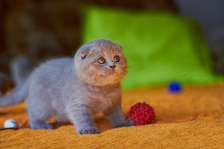 Вислоухие котята британцы