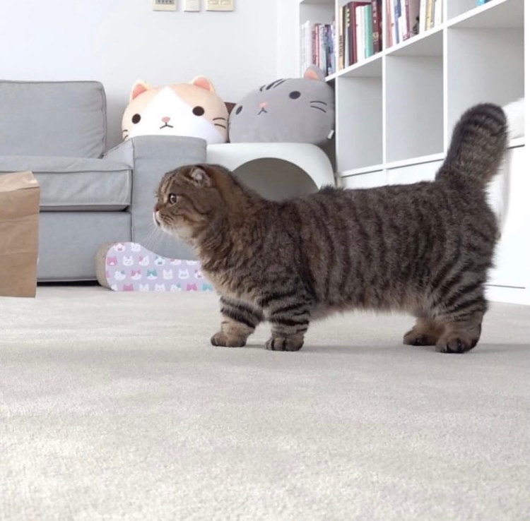 Порода скоттиш фолд