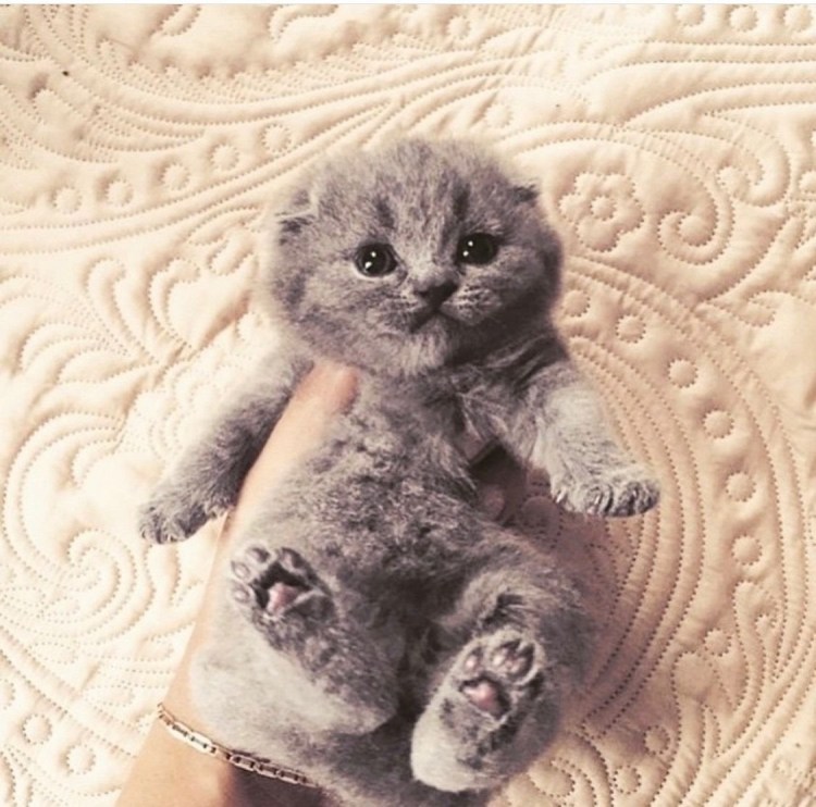 Шотландская вислоухая кошка котенок