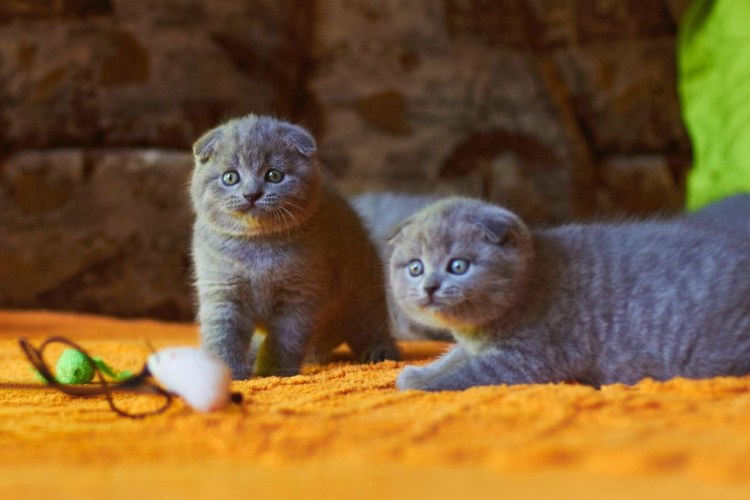 Скоттиш фолд Манчкин