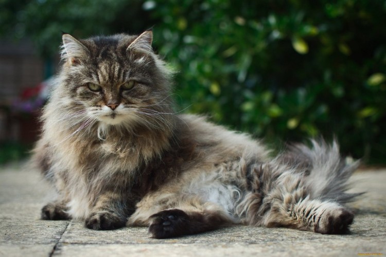 Дикий Курильский Лесной кот