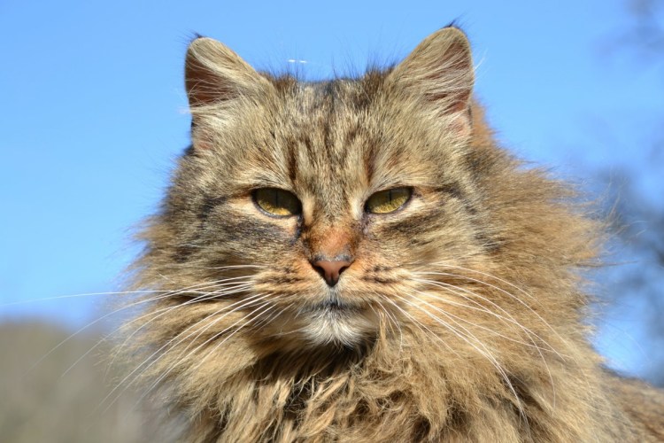 Сибирский кот Уссури