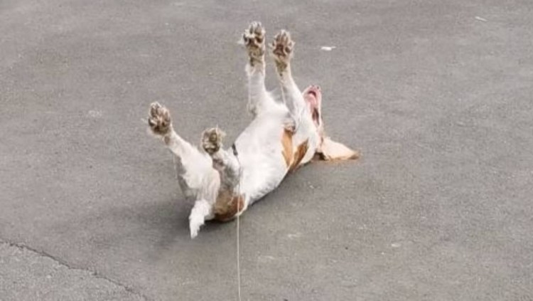 Взрыв пивной кеги с собакой