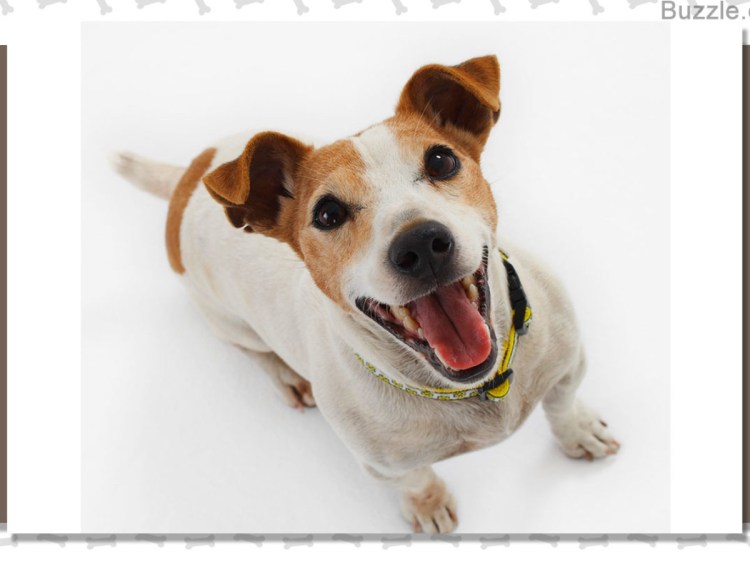 Собака и бутылка взорвалась