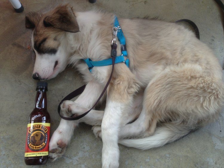 Пиво для кошек