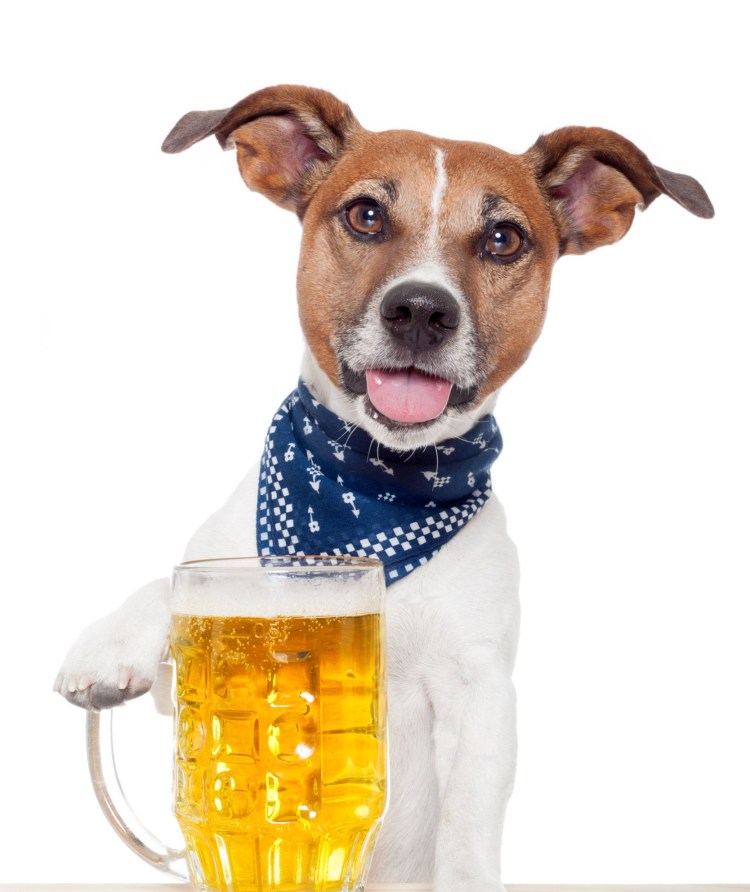 Животные с пивом
