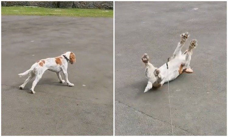 Собака с бутылкой пива