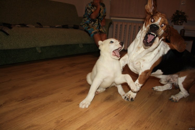 Пиво для животных