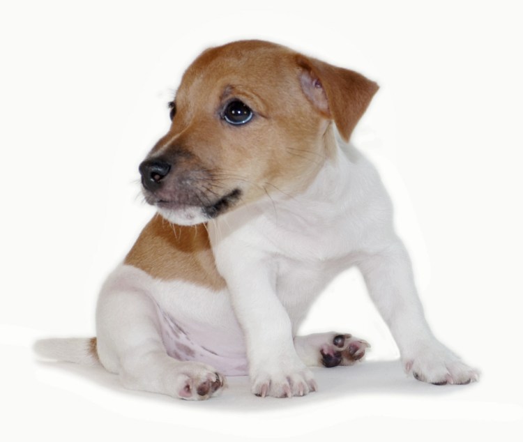 Сильная и слабая собака