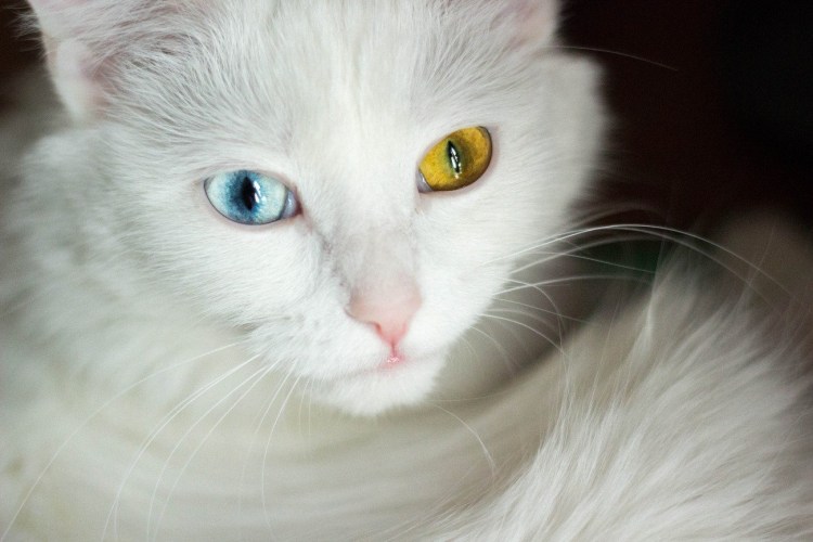 Турецкая ангора разноглазая