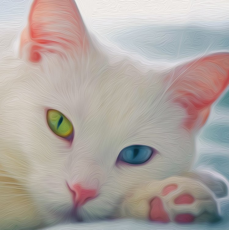 Турецкая ангора с гетерохромией