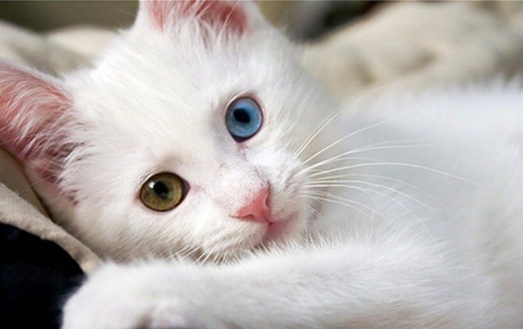 Турецкий Ван гетерохромия