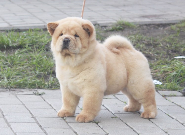 Чау-чау короткошерстный смуф