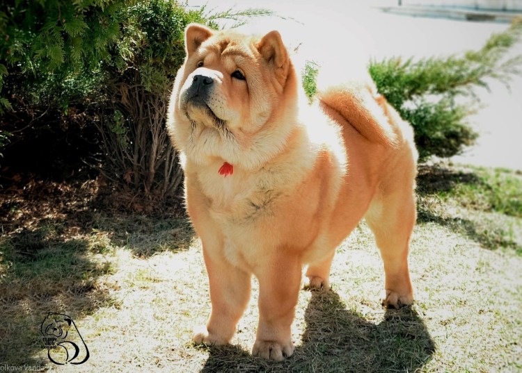 Чау-чау гладкошерстный фото