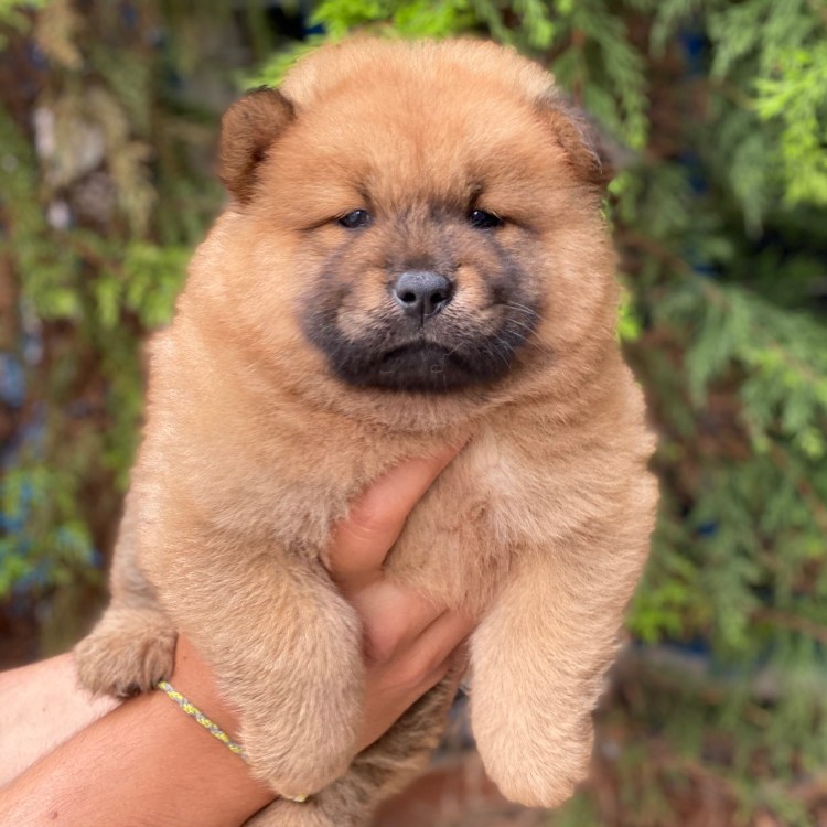 Чау чау черный короткошерстный