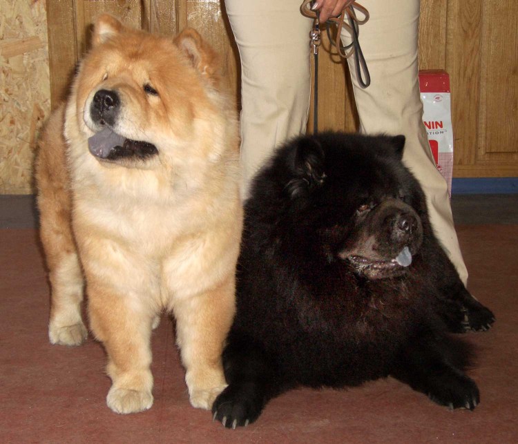 Чау чау смуф