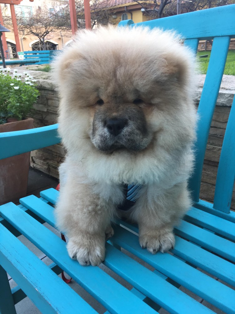 Чау чау стрижка