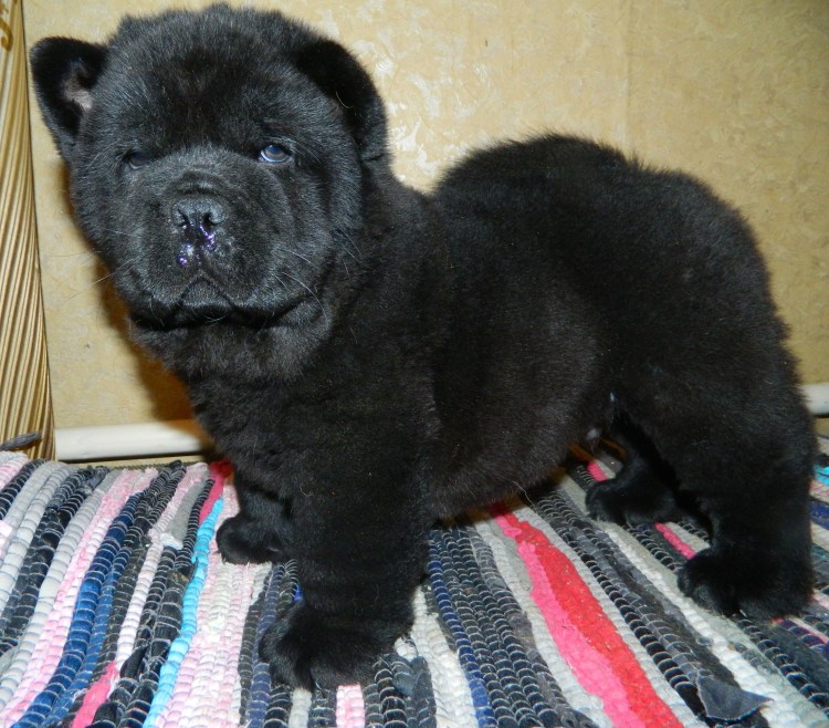 Чау чау черный
