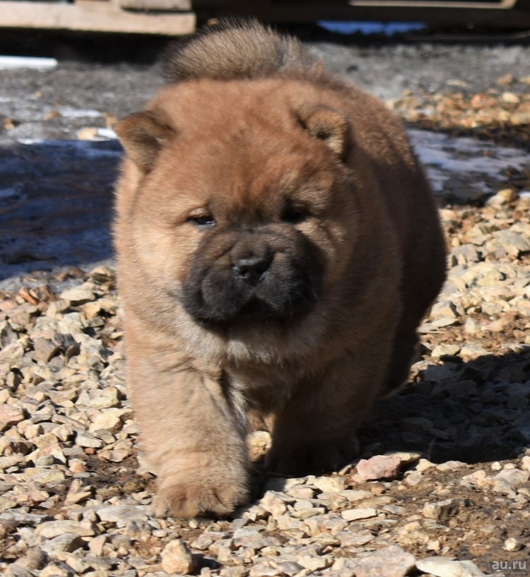 Чау чау смуф