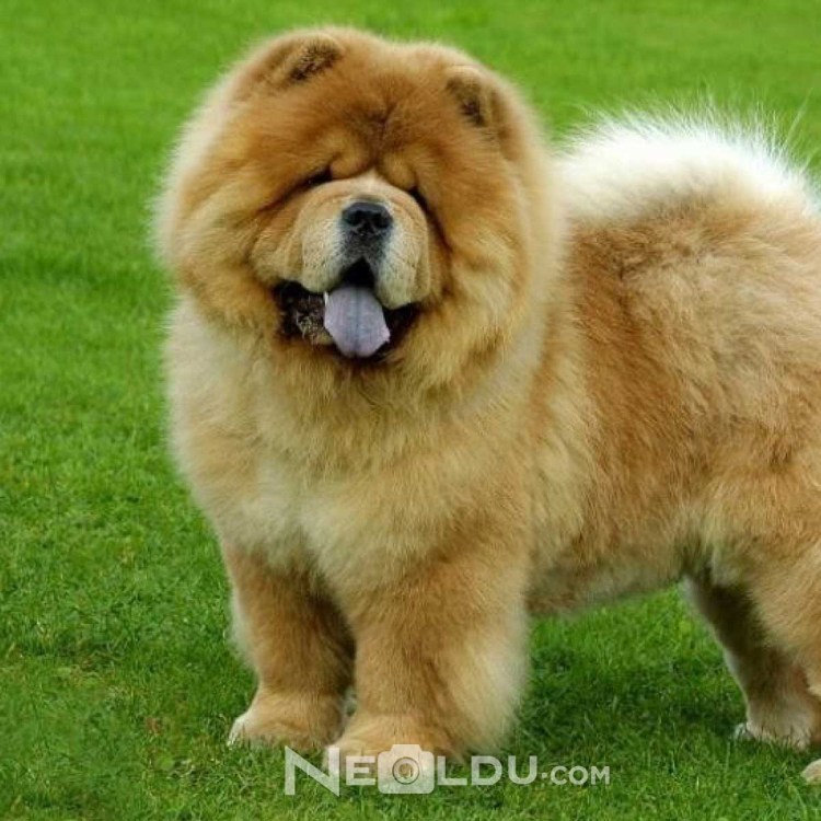 Чау-чау короткошерстный смуф