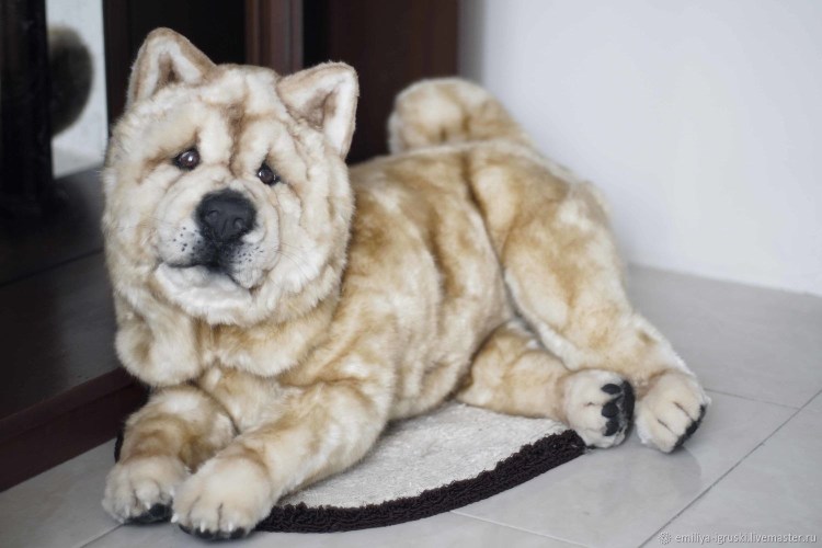 Чау гладкошерстный