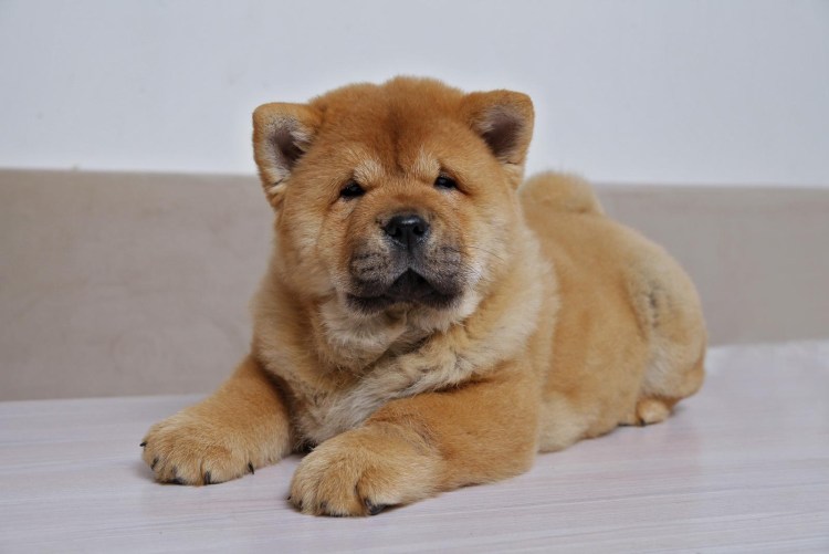 Чау чау смуф