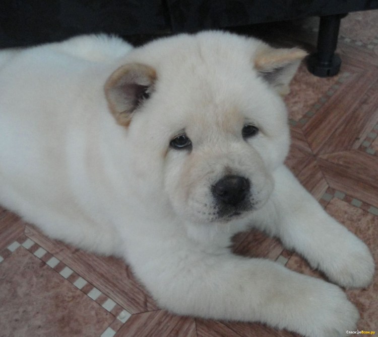 Чау-чау короткошерстный смуф