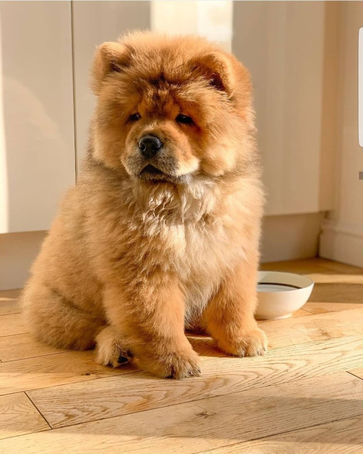 Чау чау и кошка