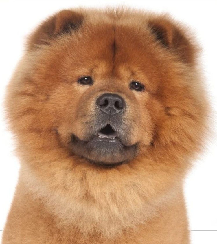 Чао-Чао собака белая