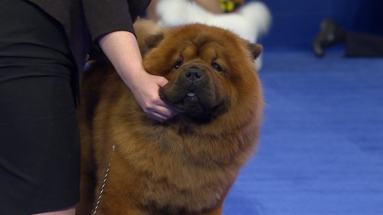 Чау чау смуф голубой