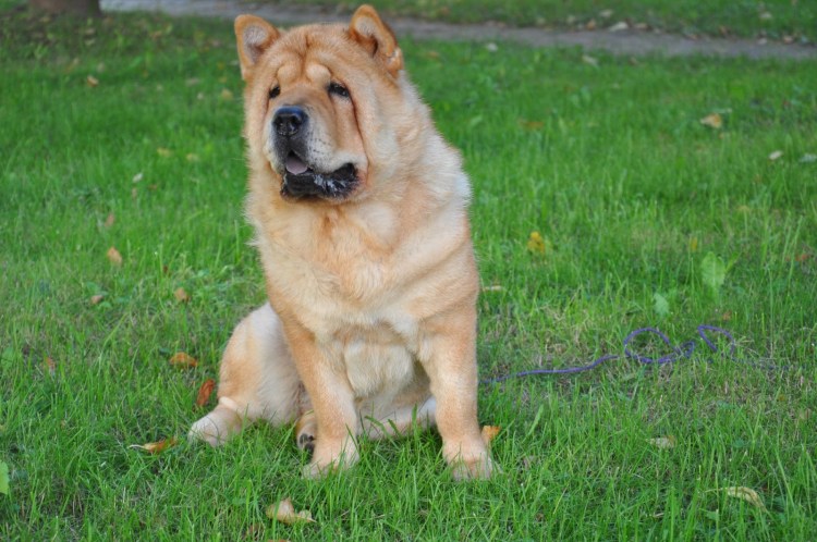 Чау-чау короткошерстный смуф