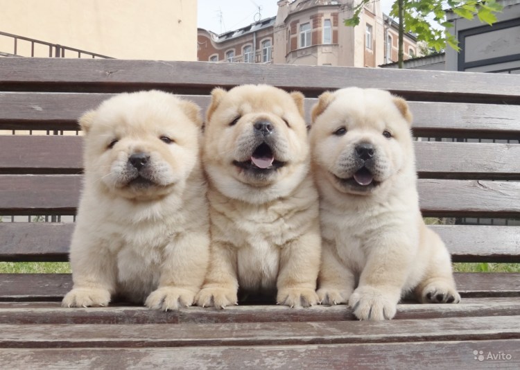 Чау чау мишка