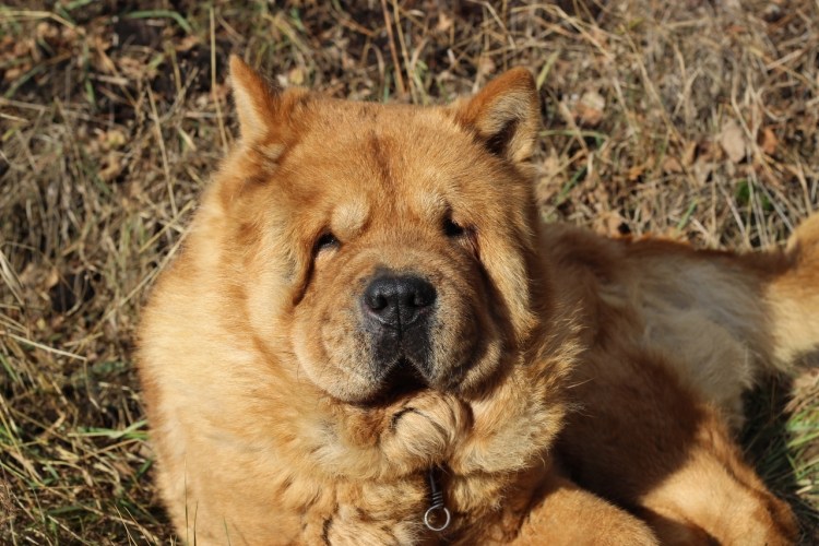 Гибрид чау чау