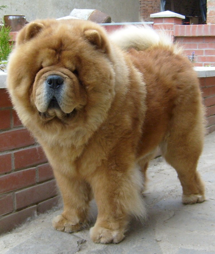 Новорожденные щенок чаучау