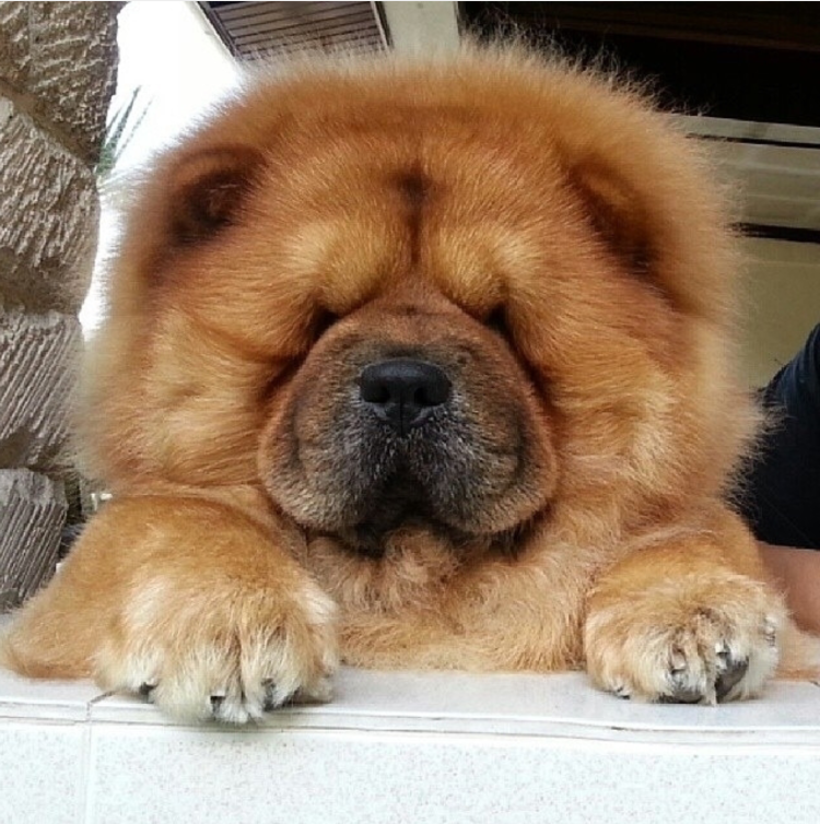 Чау чау Какау