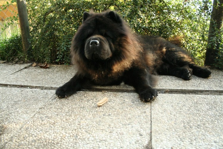 Чау чау смуф кремовый