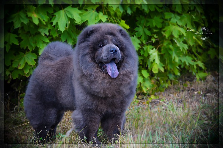 Порода Чао Чао