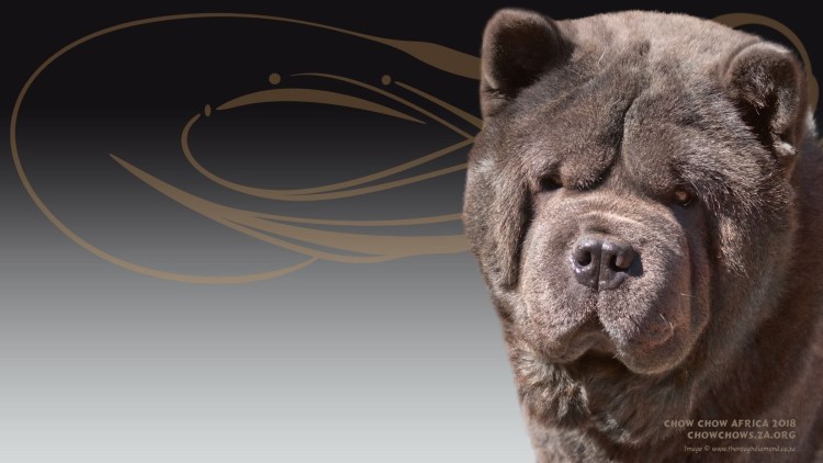 Чистокровный чау чау